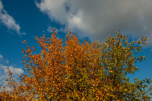 Branches of trees with red foliage against the blue sky. Autumn season. Ukraine. Europe.