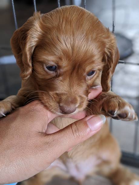 istock Ginger Cocker spaniel puppy having a little play 1271130138