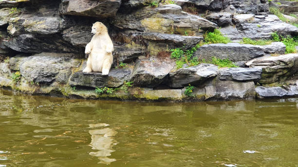 jump of a polar bear, Saint Félicien, Qc, Canada