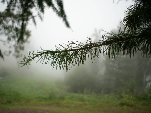 The branches were eating in close-up. Fog in the park