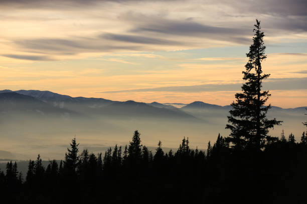 istock trees silhouettes on foggy valley background 1271132827
