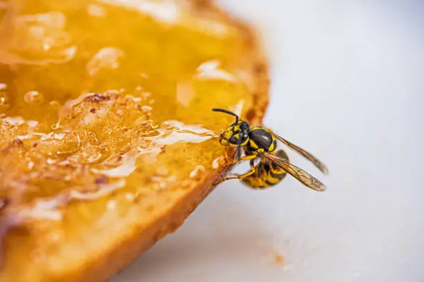 macro of a honey eating wasp
