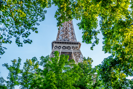 The Eiffel Tower framed by tree branches