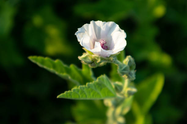 Althaea officinalis, or marsh-mallow, family Malvaceae. Pale pink tender blooming flower with leaves in vibrant dark greenery background