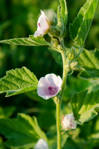 istock Althaea, marshmallow. Tender flower with leaves 1271134436