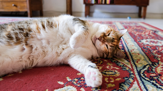 A domestic cat, healthy, happy, lying on a colorful Persian rug.