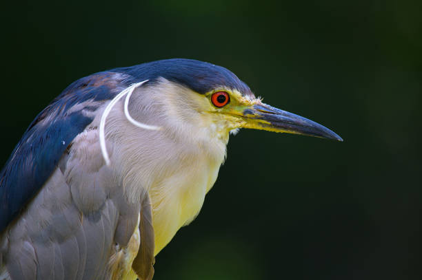 Black-Crowned Night Heron Closeup portrait of a Black-Crowned Night Heron black crowned night heron nycticorax nycticorax stock pictures, royalty-free photos & images