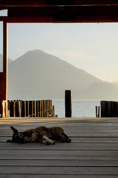 istock Guatemala: Lake Atitlan with volcanos and a dozing dog 1271135415