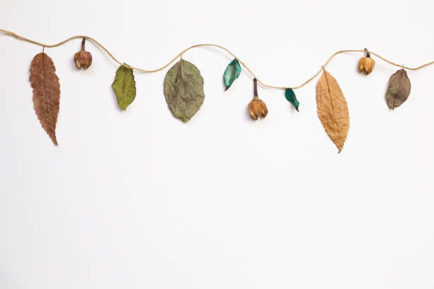 istock Autumn dry leaves hanging on a string with white background. flat lay, top view, copy space 1271135522