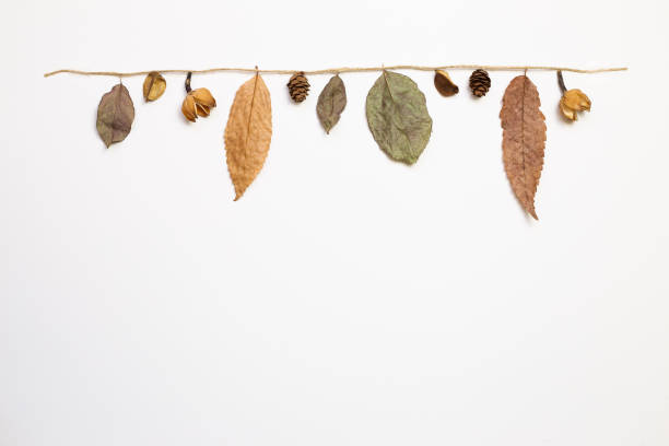 istock Autumn dry leaves hanging on a string with white background. flat lay, top view, copy space 1271135534