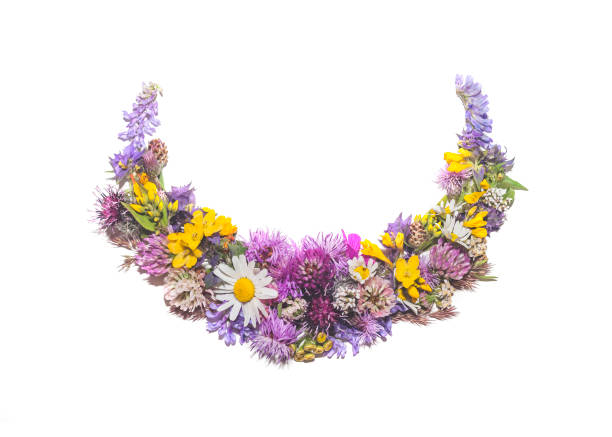 istock Decor of simple wild flowers on white background 1271135733