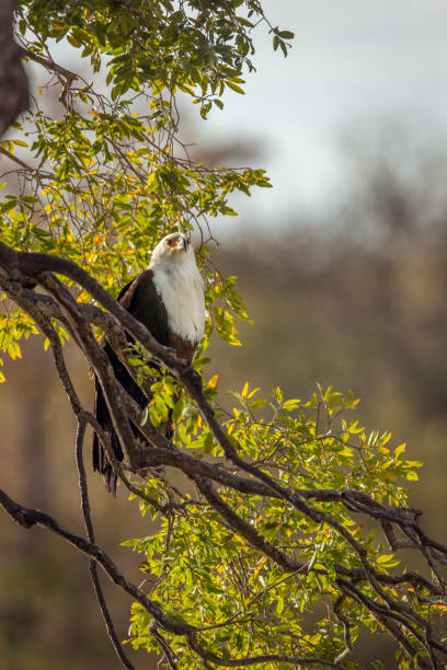istock African fish eagle in Kruger National park, South Africa 1271136767