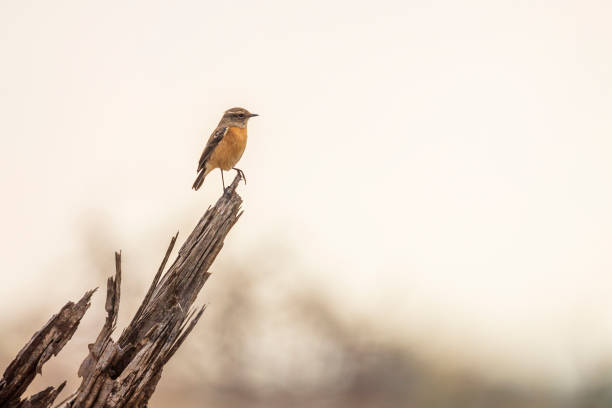 afrikanischer steinchat im krüger-nationalpark, südafrika - kruger national park sunrise south africa africa stock-fotos und bilder