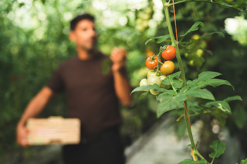 A man working in a greenhouse is inspecting the growing tomatoes.