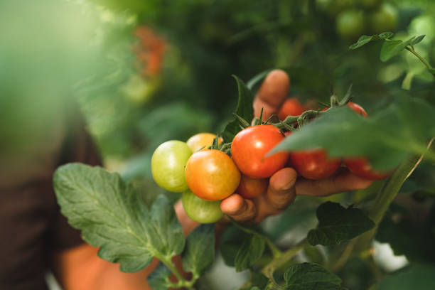 homme cultivant des tomates dans une serre chaude - food and drink human hand tomato tomato plant photos et images de collection