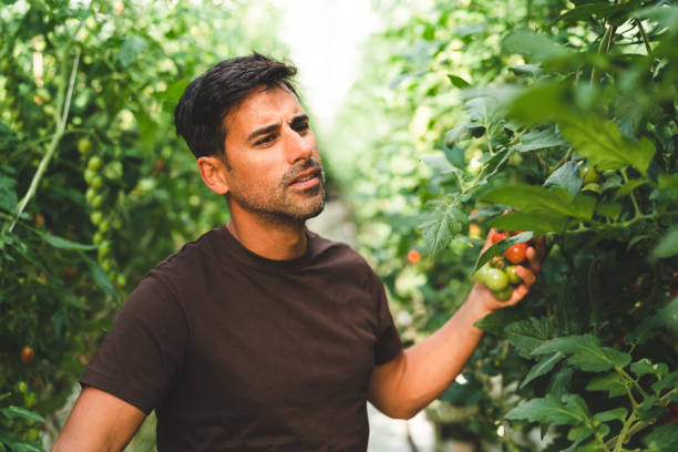 istock Man growing tomatoes in a greenhouse 1271137512
