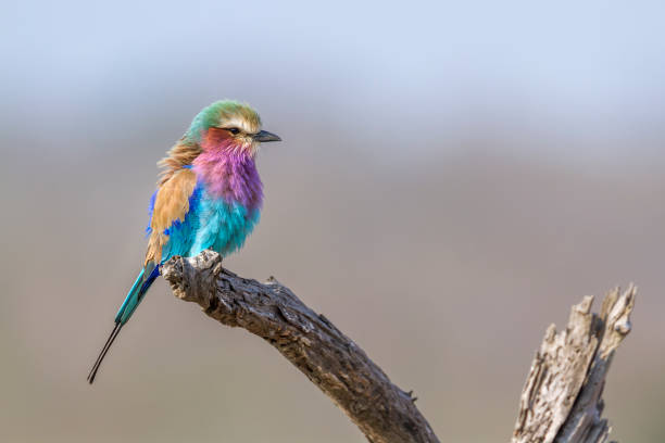 istock Lilac breasted roller in Kruger National park, South Africa 1271137571
