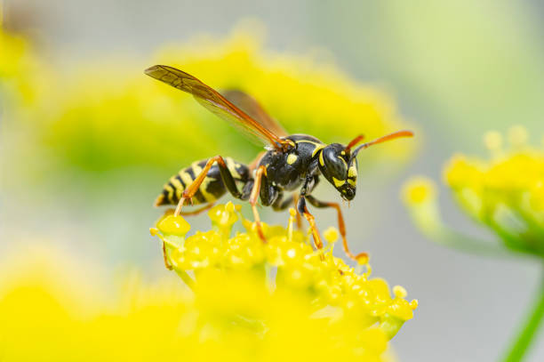 yellow jacket close-up wasp in a yellow flower. wasp photos stock pictures, royalty-free photos & images