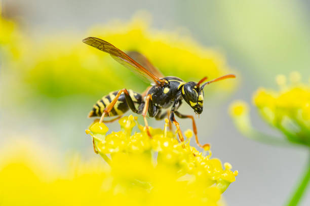 желтая куртка крупным планом - wasp стоковые фото и изображения