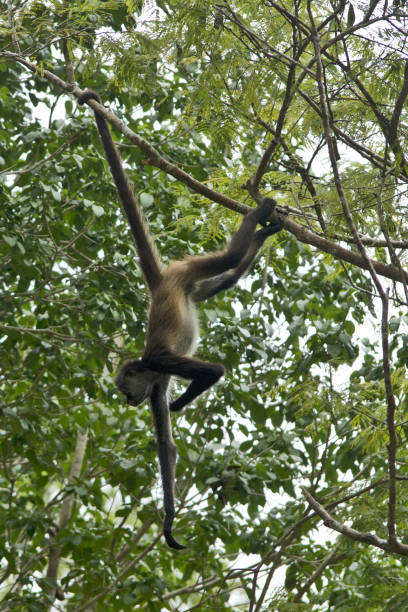 istock Guatemala, Central America: spider monkeys 1271137740