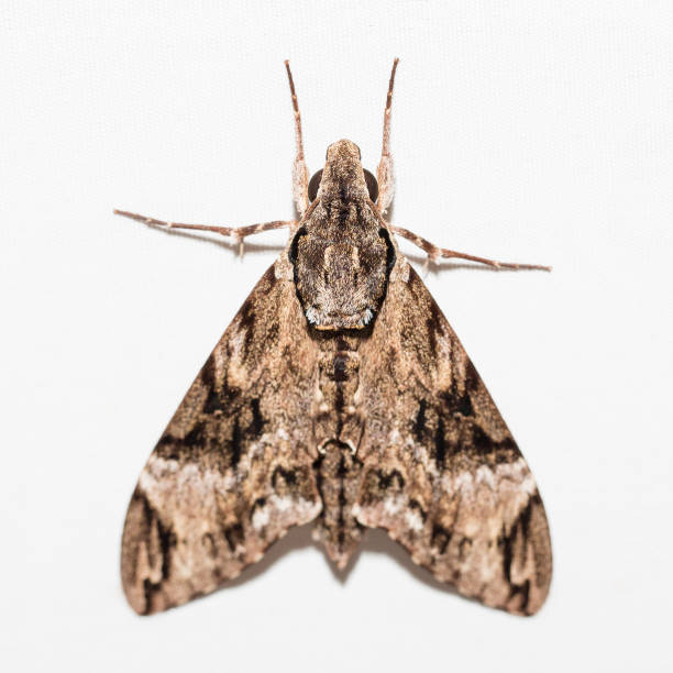 Various colorful moths on white canvas background.
