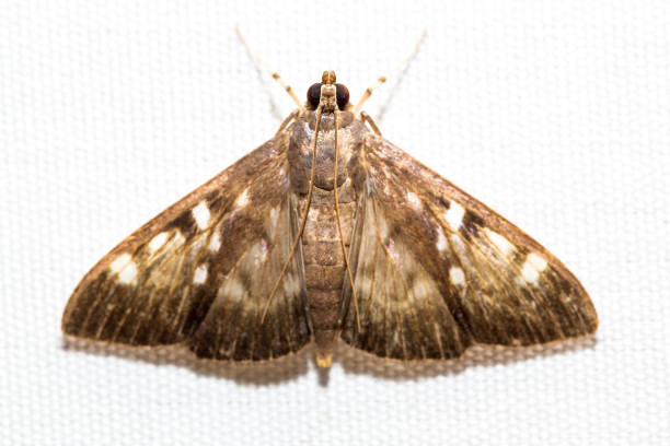 istock Various colorful moths on white canvas background. 1271138644