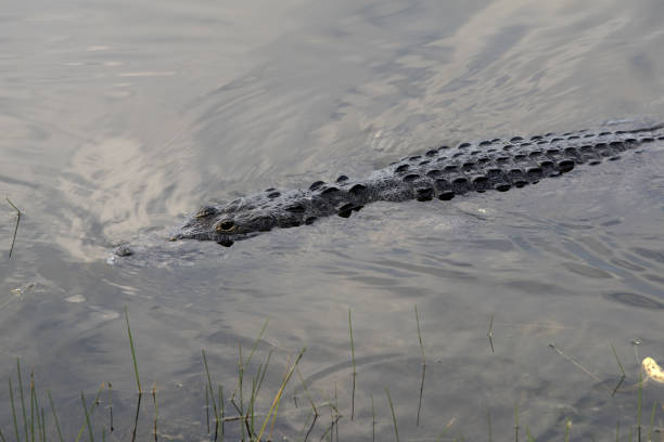 istock Crocodile in Guatemala 1271138723