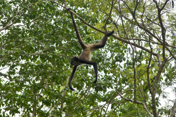 istock Guatemala, Central America: spider monkeys 1271138982