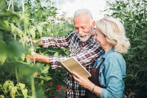 старшие пары садовничая овощи на их парнике - senior adult couple farm gardening стоковые фото и изображения