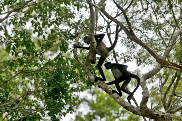 istock Guatemala, Central America: spider monkeys 1271139329