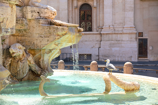 Navona Square in Rome city center\nSeagull on the fountain \nDowntown district Old Town