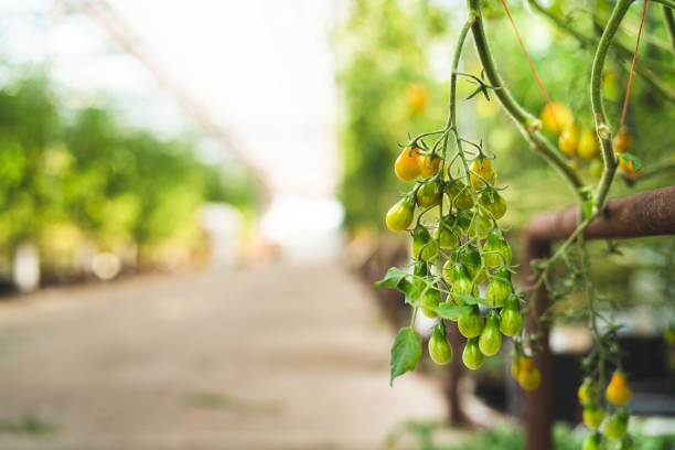 Inside a greenhouse where tomato plants are growing. Bunch of cherry tomatoes in different colors are hanging in the foreground.