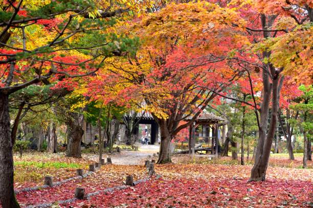 istock Autumn maple leaves colored leaves 1271141358