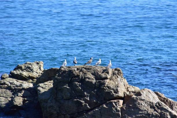 istock Seagull on a rock by the sea 1271142038