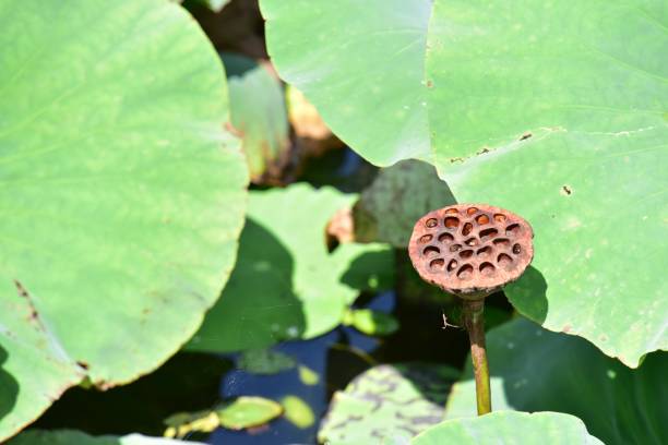 istock Lotus ovary.  Flowering and seed making 1271142226