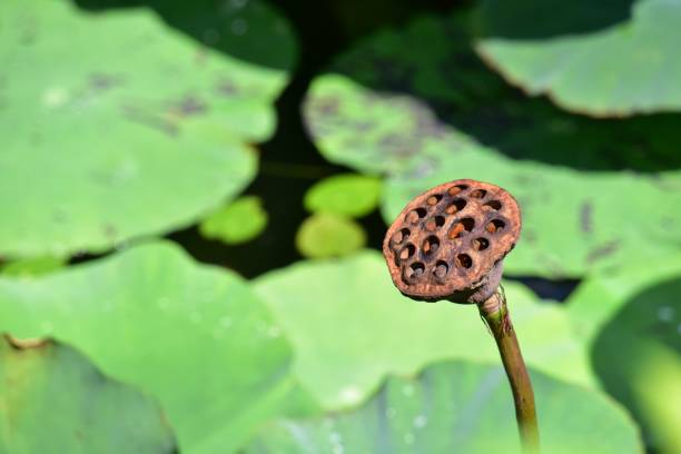 istock Lotus ovary.  Flowering and seed making 1271142235