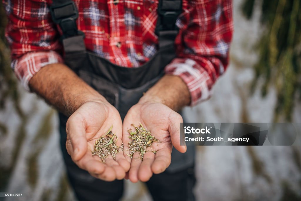 Farmer holding dry cannabis seeds Close up of farmer holding dry seeds of his cannabis and hemp plants in the green house Seed Stock Photo