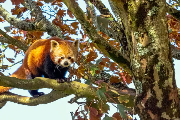 Red panda (Ailurus fulgens) known as lesser panda, the red bear-cat, or cat-bear