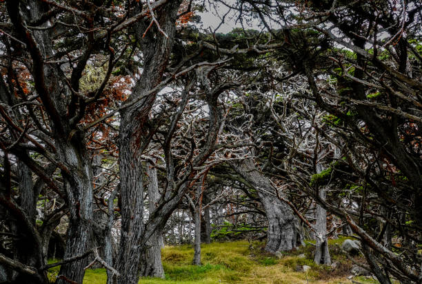 Cypress tree tunnel Arching cypress trees creating a tunnel. Point Lobos, CA point lobos state reserve stock pictures, royalty-free photos & images