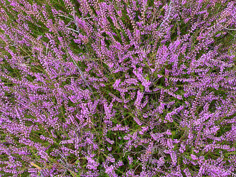 Blooming heather in early September.