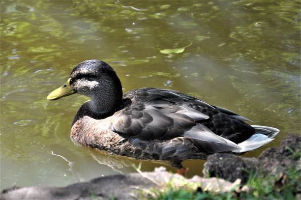 istock Female mallard duck swims on a lake 1271146127