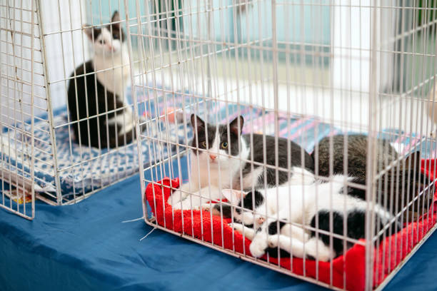 istock Exhibition or fair cats. Cats in the cage 1271146427