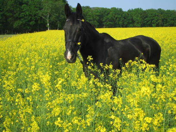 istock Black horse in a yellow rapeseed field 1271146607