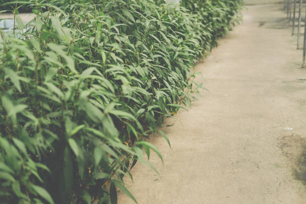 Vietnamese Coriander vegetable plant growing in garden farm