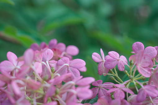 Pink hydrangea flowers on a background of green leaves. Shallow DOF macro made with old Helios lens for artistic bokeh and some soft focus with glow effect.