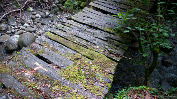 istock Wooden walkway in the forest 1271148332