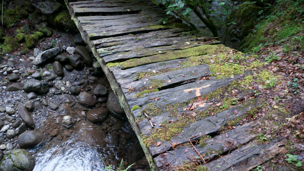istock Wooden walkway in the forest 1271148510
