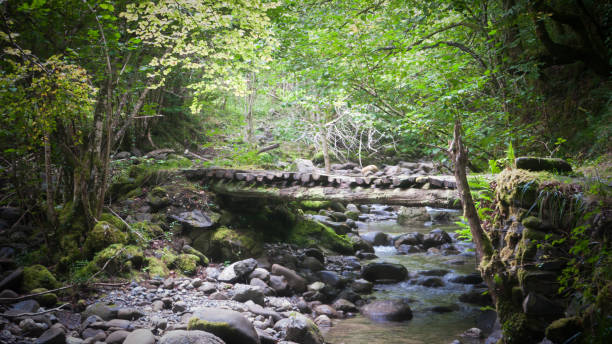 istock Wooden walkway in the forest 1271148529
