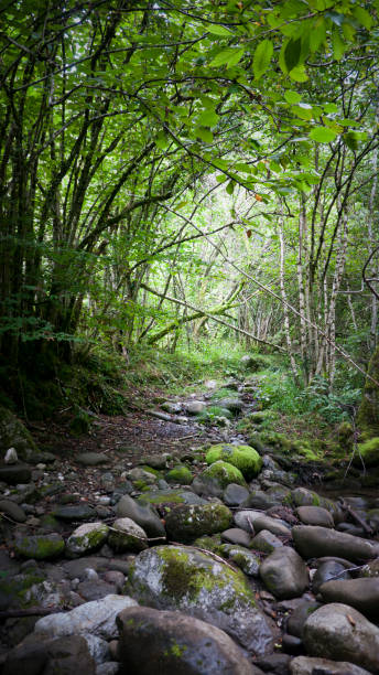istock Riachuelo in green forest 1271148548
