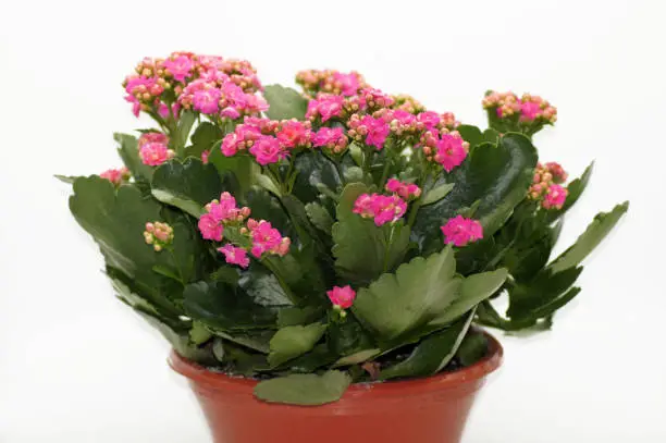 Flaming box Kalanchoe blossfeldiana in pot released on white background